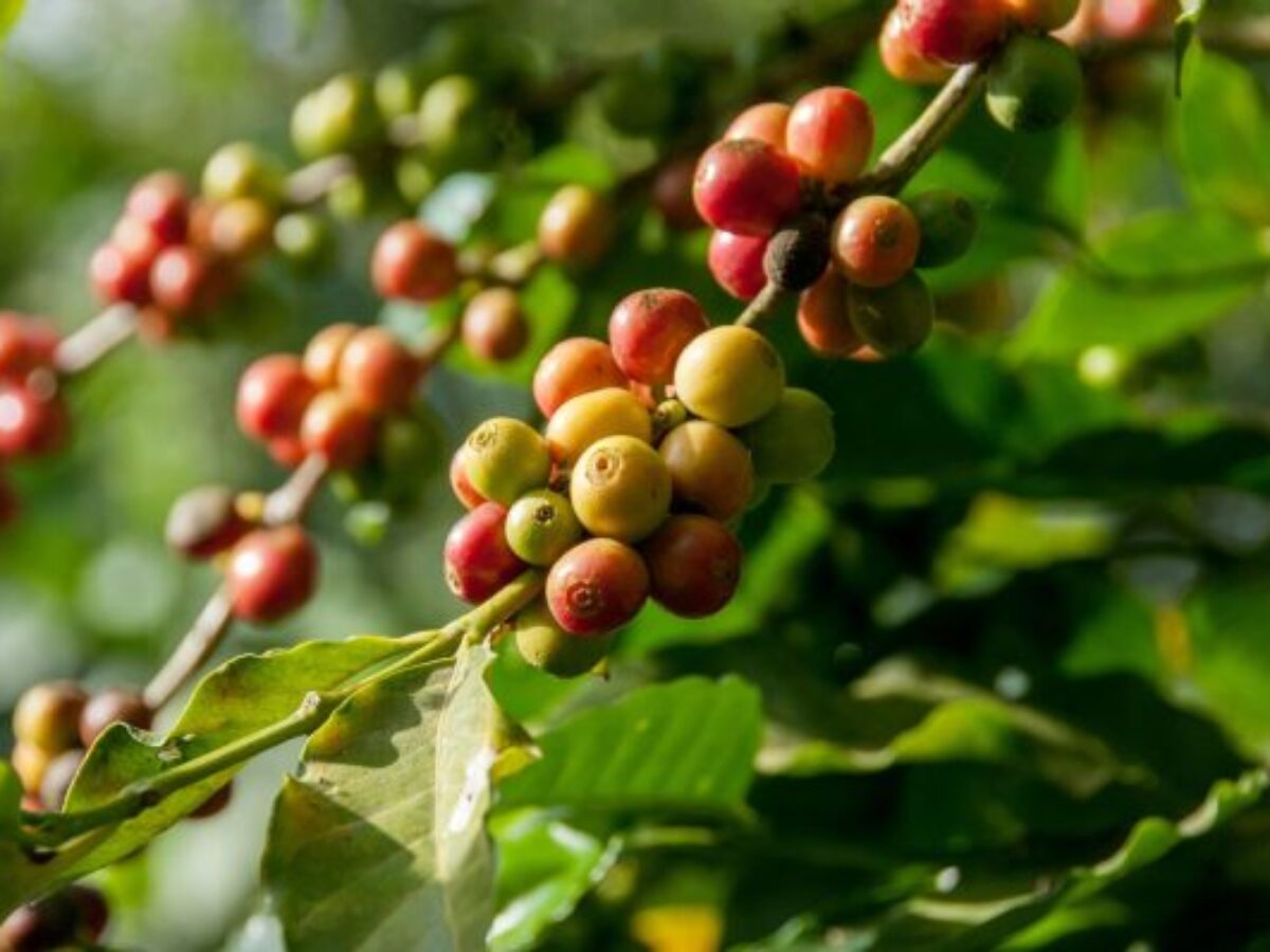 SƠN LA ARABICA WASHED