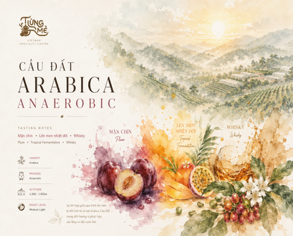 CẦU ĐẤT ARABICA ANAEROBIC