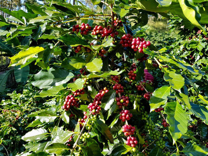 KHE SANH ARABICA NATURAL