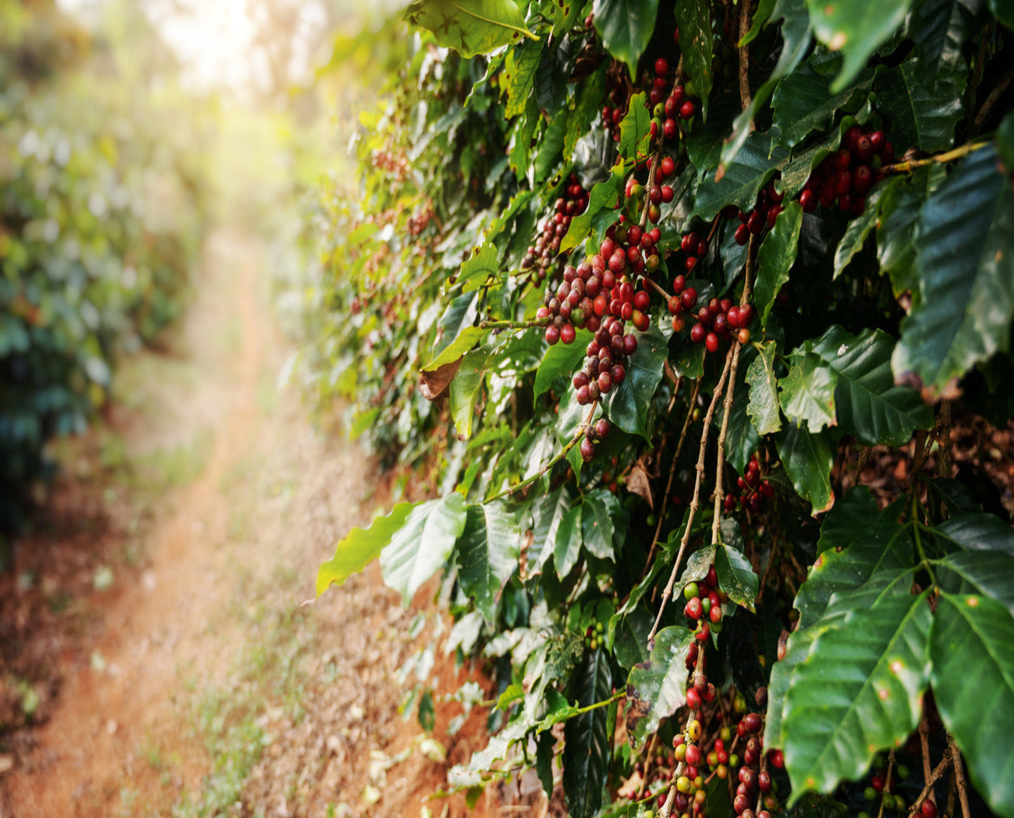 CẦU ĐẤT ARABICA ANAEROBIC