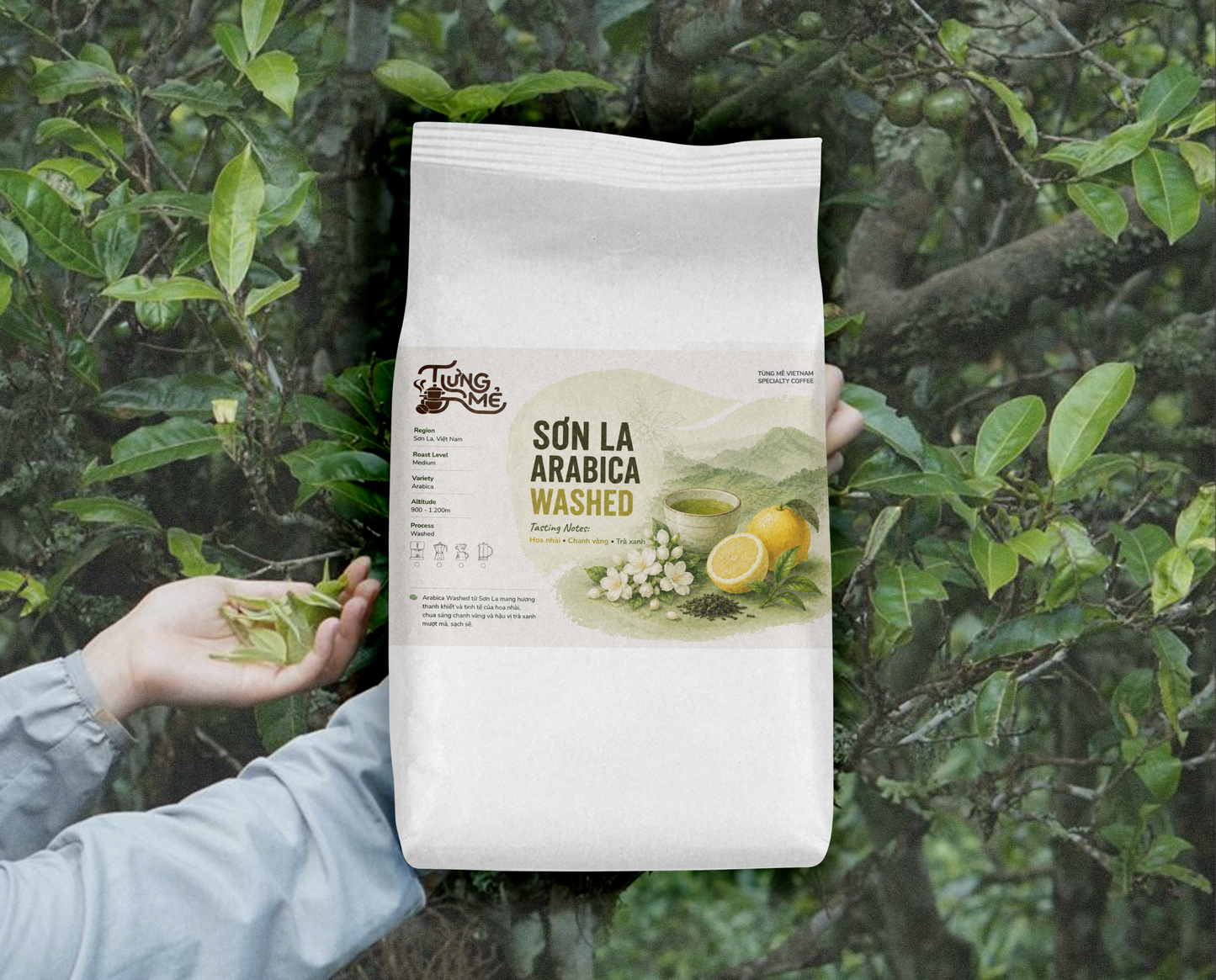 SƠN LA ARABICA WASHED